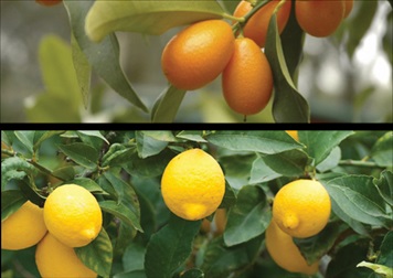 Geschmack direkt von der Terrasse in den Teller