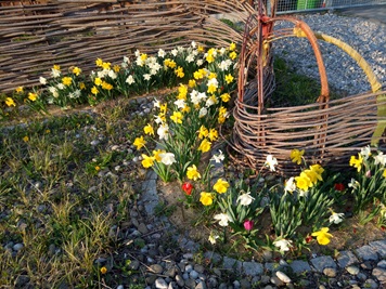 Im Herbst Blumenzwiebeln pflanzen