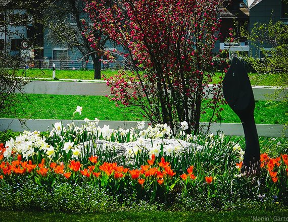 Frühlingserwachen mit Tulpen und Narzissen