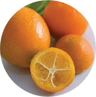 Meiwa-Kumquat