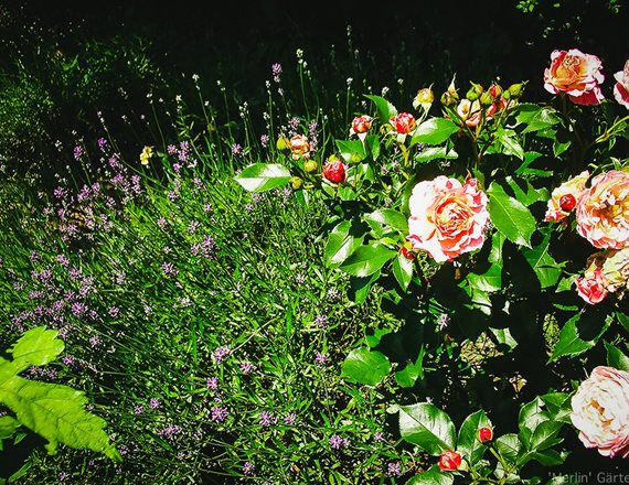 Lavendel und Rosen, die klassische Kombination